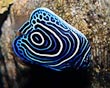 Juvenile Imperator Angel Fish